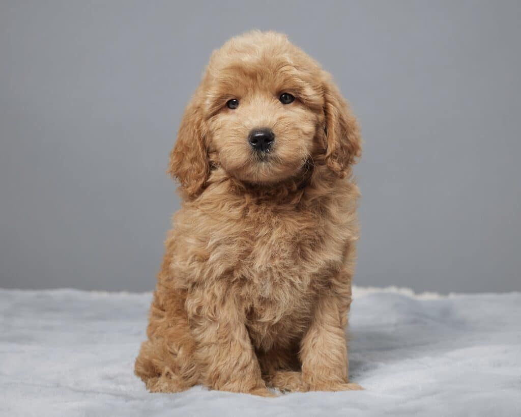 a dog sitting on a blanket