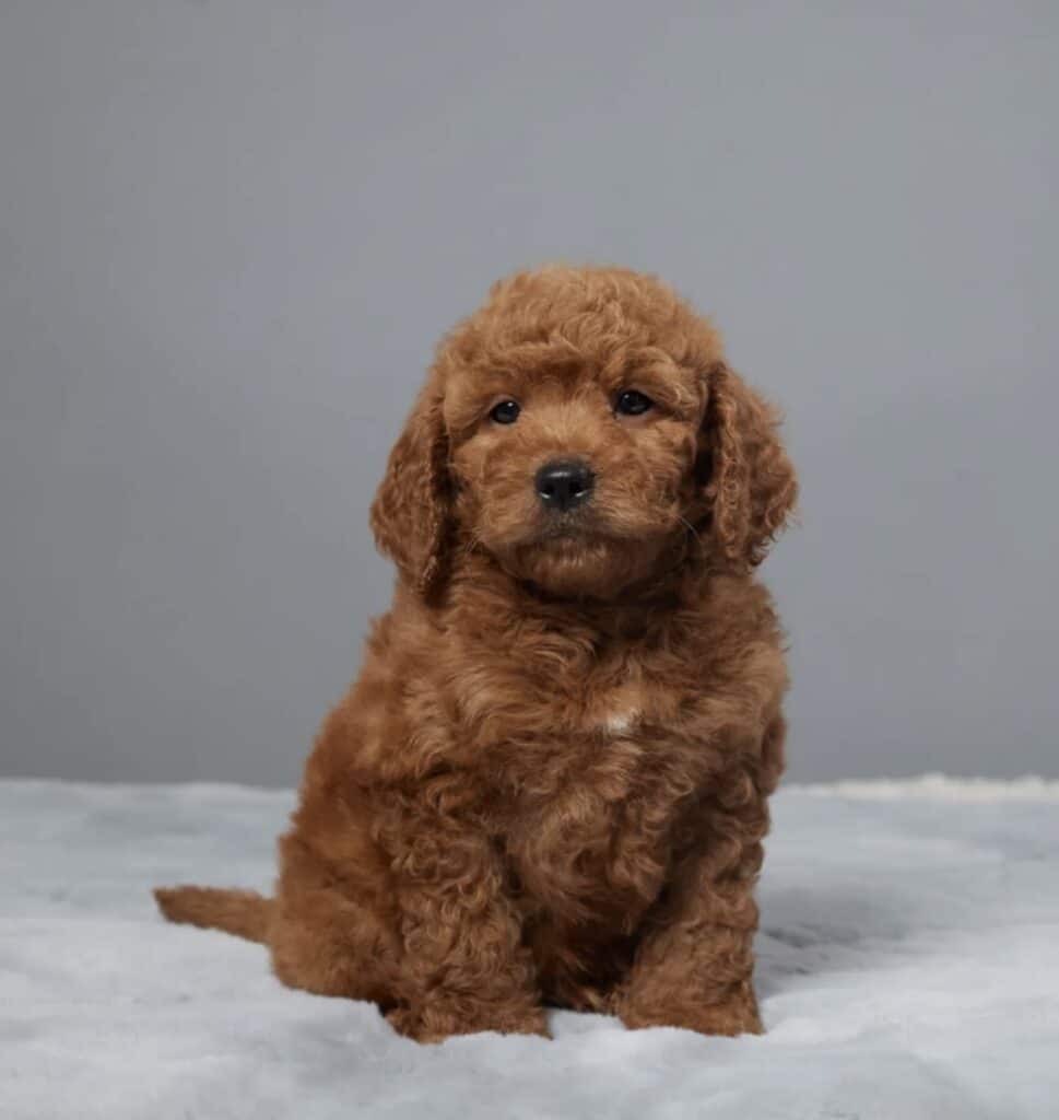 a brown dog sitting on a white blanket