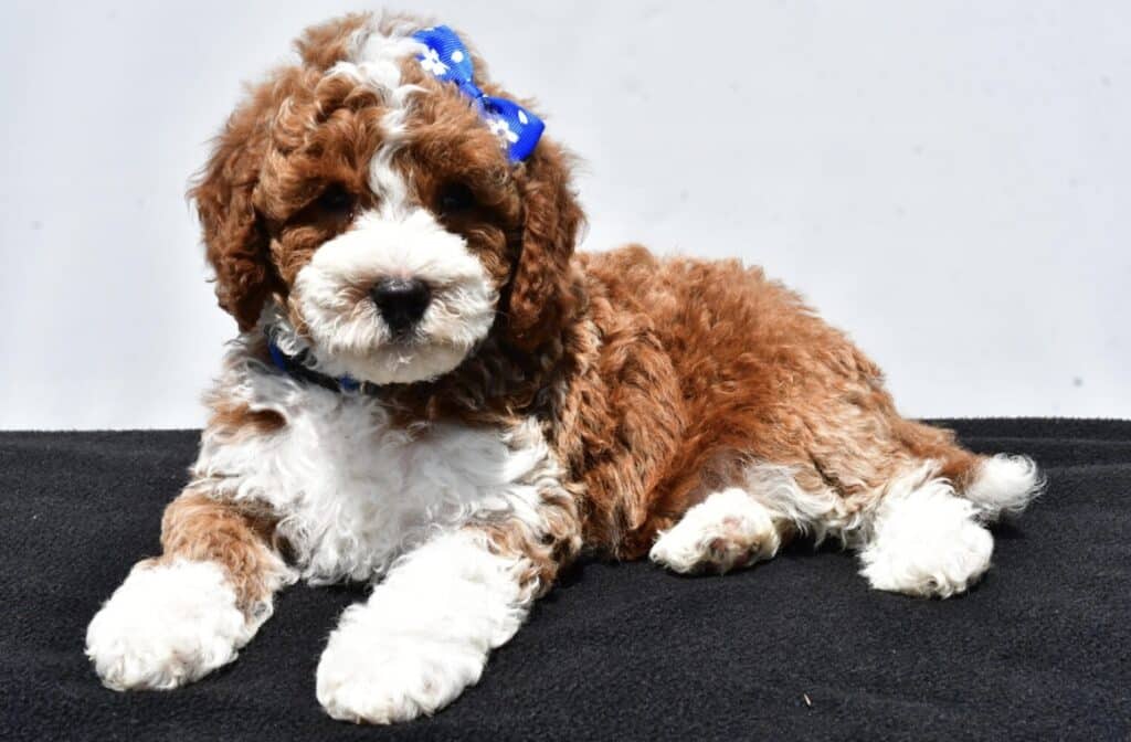 a brown and white dog with a blue bow on its head