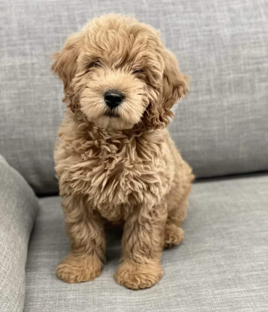 a dog sitting on a couch