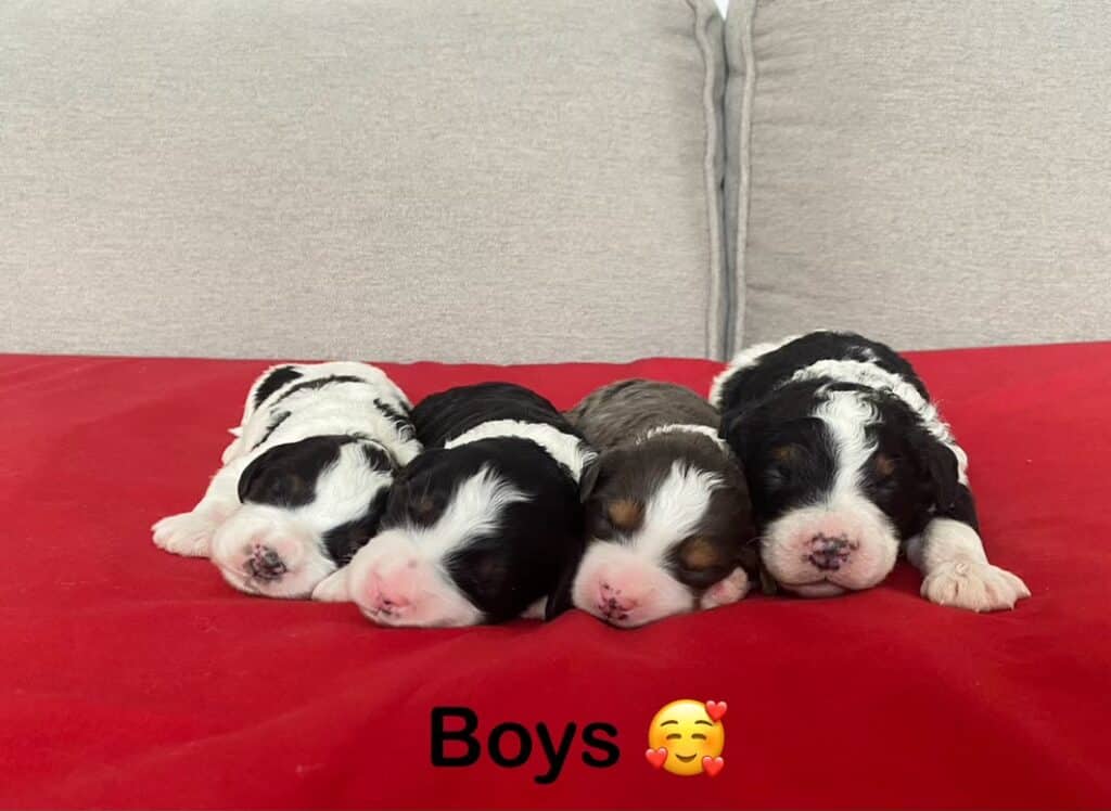 a group of puppies sleeping on a red blanket